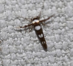 Stathmopoda triselena