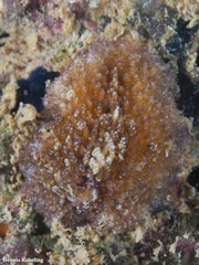 Thysanozoon brocchii