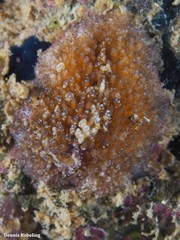 Thysanozoon brocchii