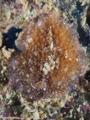 Thysanozoon brocchii