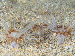 Isarachnanthus maderensis