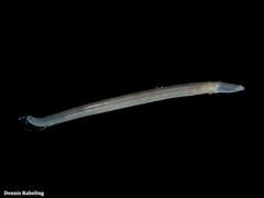 Armandia polyophthalma