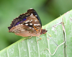 Doxocopa agathina