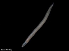 Armandia polyophthalma