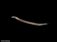 Armandia polyophthalma