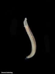 Armandia polyophthalma