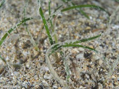 Zostera noltei