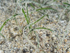 Zostera noltei