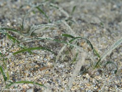 Zostera noltei