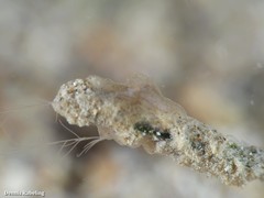 Vallicula multiformis