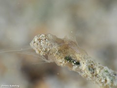 Vallicula multiformis