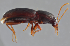 Gastrellarius blanchardi