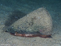 Conus canariensis