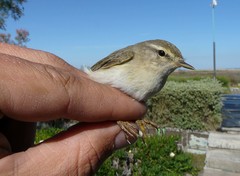 Phylloscopus trochilus acredula