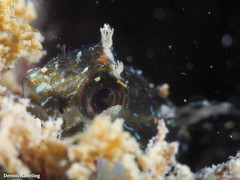 Parablennius incognitus