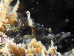 Parablennius incognitus