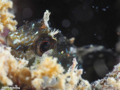 Parablennius incognitus