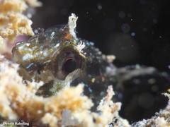 Parablennius incognitus