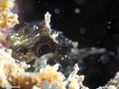 Parablennius incognitus