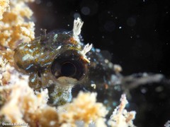 Parablennius incognitus