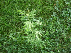 Gleditsia triacanthos