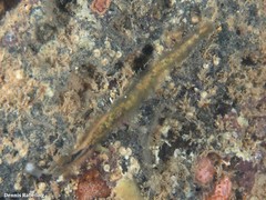 Flabelligera affinis