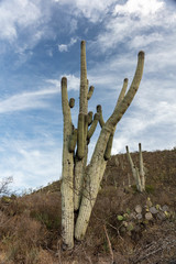 Cephalocereus macrocephalus