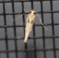 Anatrachyntis rileyi