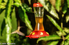 Phaethornis hispidus