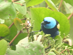 Stilpnia cyanicollis