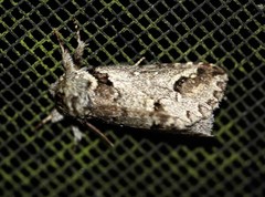 Antithemerastis acrobela
