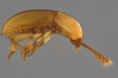 Catopocerus
