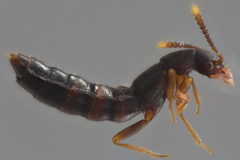 Ocyustiba appalachiana