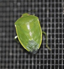 Glaucias amyoti