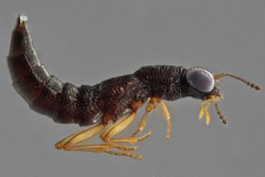 Stenus appalachianus