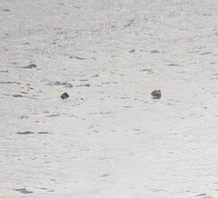 Somateria mollissima