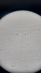 Somateria mollissima