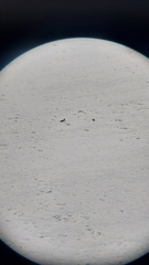 Somateria mollissima