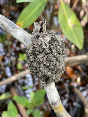 Cylindrocarpon didymum