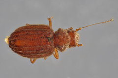 Dasycerus carolinensis
