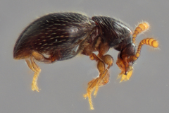 Brachycepsis