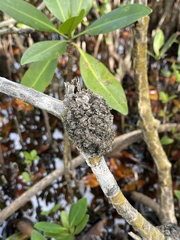 Cylindrocarpon didymum