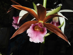 Phaius