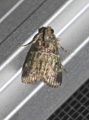 Orthaga atribasalis