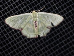 Metallochlora lineata