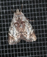 Salma cinerascens