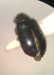 Necrobia violacea