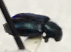 Necrobia violacea