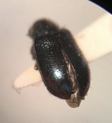 Necrobia violacea