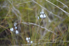 Eriospermum ornithogaloides